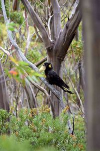 Bird perching on tree