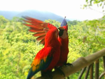 Close-up of rooster against sky