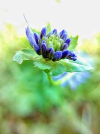 Close-up of purple flower