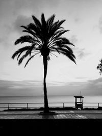 Silhouette palm tree on beach against sky