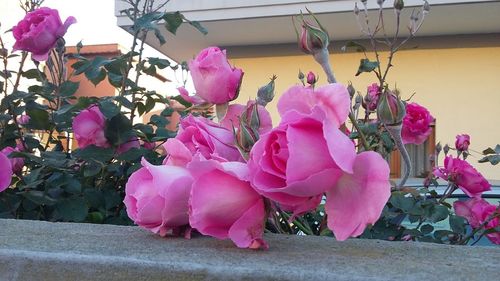 Close-up of pink flowering plant