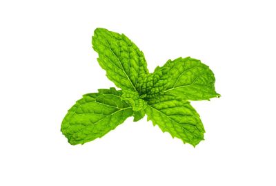 Close-up of green leaves on white background