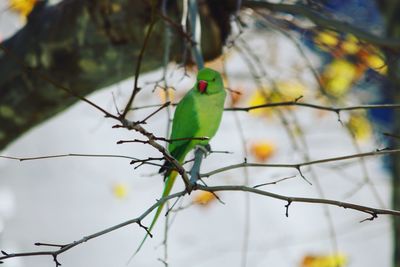 Close-up of parrot perching on branch