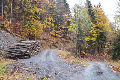 Dirt road amidst trees in forest