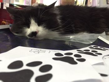 Close-up of cat on table