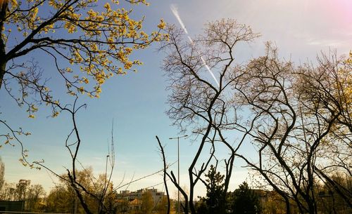 Bare trees against sky