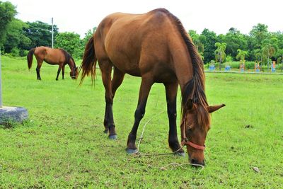 Horses grazing on field against trees