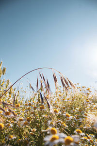 Close-up of flowering plants on field against clear sky