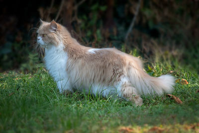 View of a cat on field