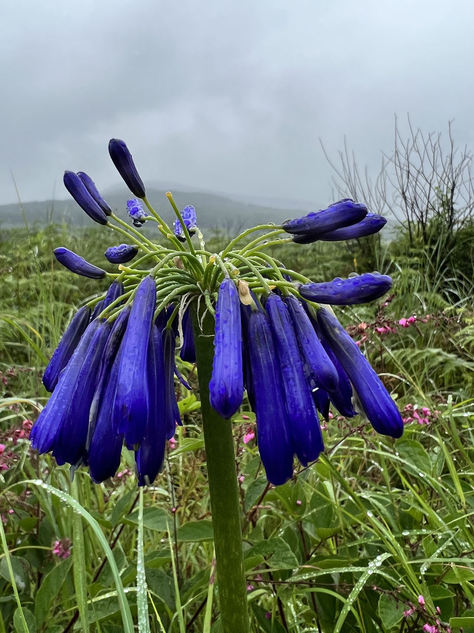 plant, flowering plant, purple, flower, nature, beauty in nature, growth, freshness, fragility, blue, close-up, no people, flower head, inflorescence, green, macro photography, wildflower, petal, grass, outdoors, day, springtime, herb, blossom, botany