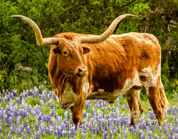 Portrait of longhorn cattle standing in field of blue wildflowers 