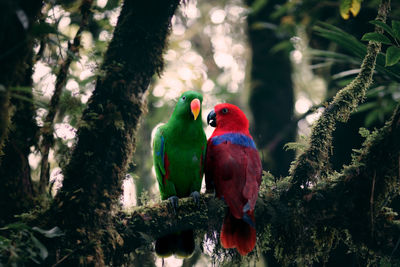 View of parrot perching on tree