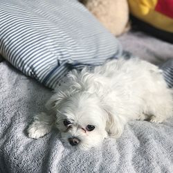 Close-up portrait of dog relaxing on bed