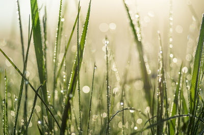 Close-up of wet grass