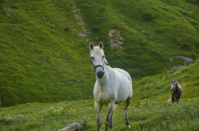 Horses in a field