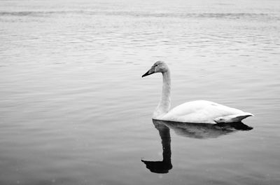 Swan swimming in lake