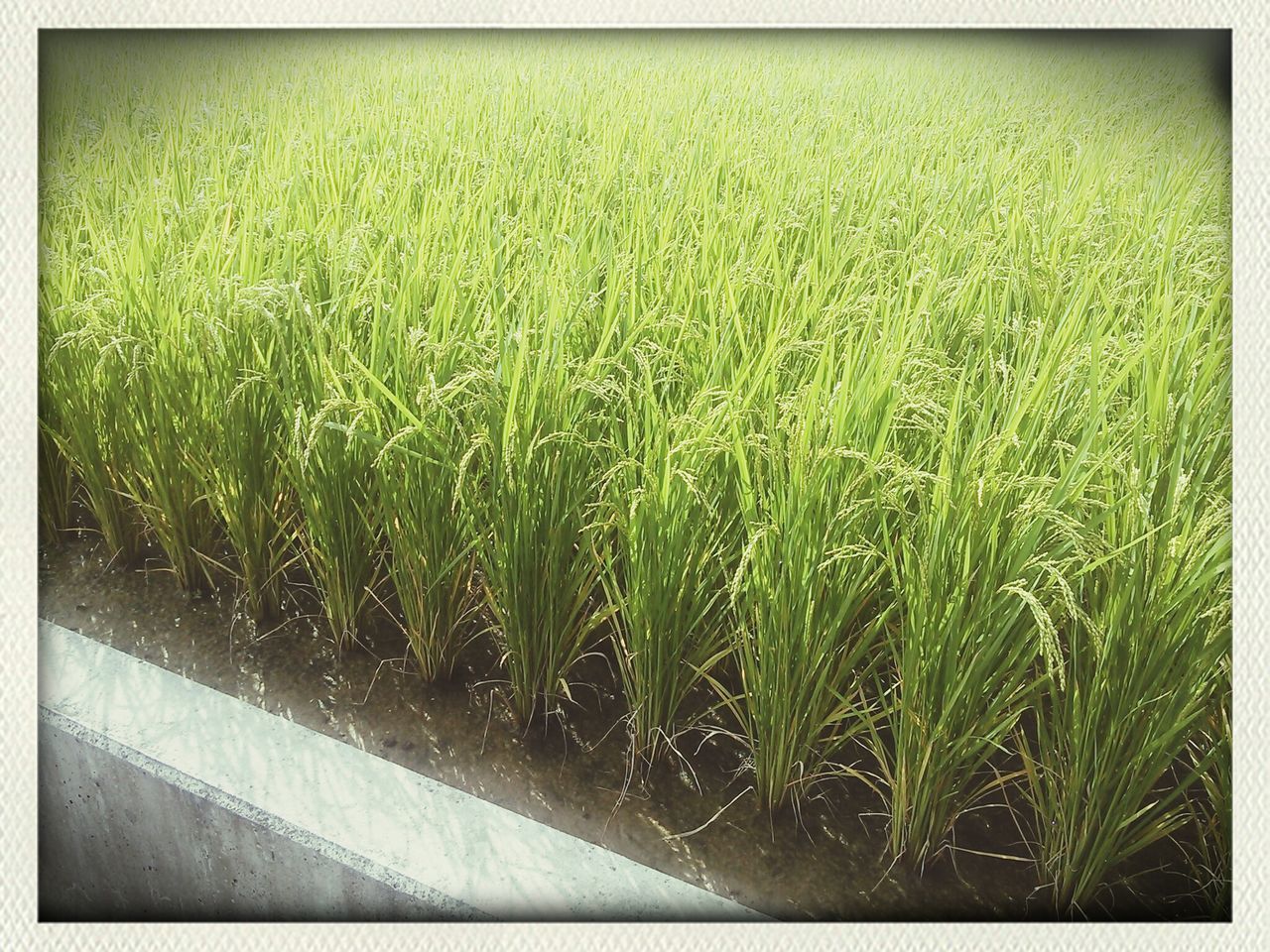 transfer print, auto post production filter, green color, grass, growth, field, nature, plant, tranquility, beauty in nature, high angle view, outdoors, no people, day, green, tranquil scene, grassy, rural scene, copy space, landscape