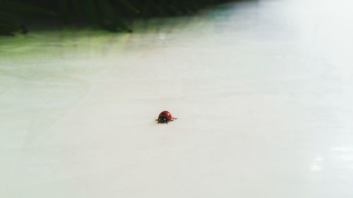 High angle view of ladybug on leaf