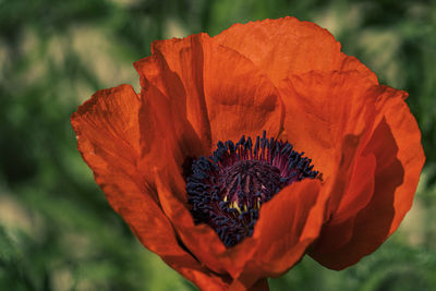 Close-up of orange poppy flower