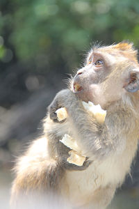 Close-up of monkey eating
