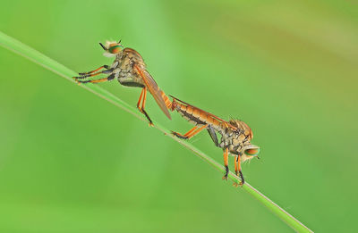 Close-up of damselfly on leaf