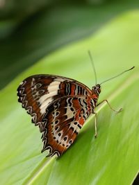 Close-up of butterfly on leaf
