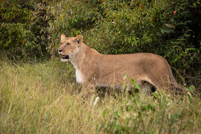 Lioness stands in long grass in bushes