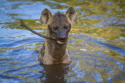 Close-up of hyena swimming in lake