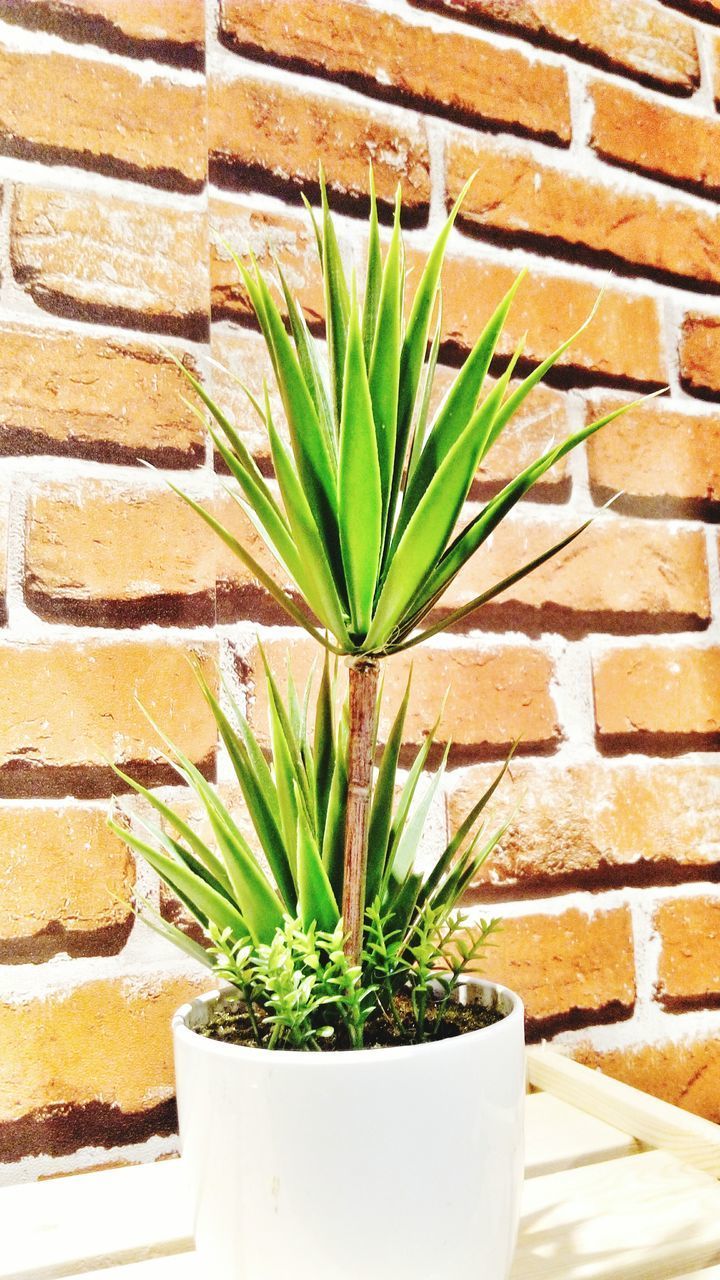 CLOSE-UP OF POTTED PLANT ON WALL