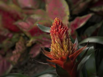 Close-up of pineapple