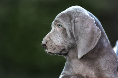 Close-up of a weimaraner puppy looking away, green background 