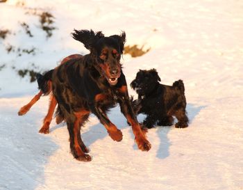 Dog running on snow covered land