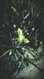 Close-up of plant in forest