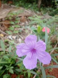 Close-up of purple iris blooming outdoors