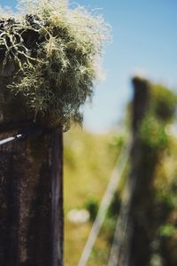 Close-up of grass against blurred background