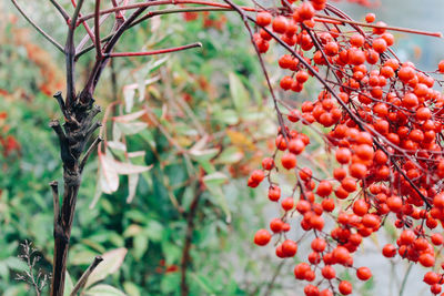 Close-up of red berries growing on tree