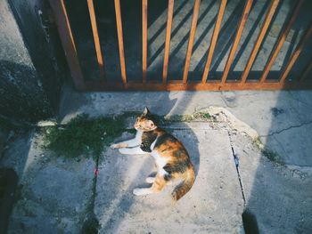 High angle view of cat lying by rusty metallic gate