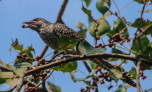 Low angle view of bird perching on tree against sky