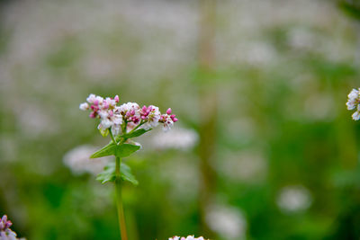 Close-up of small white flowering plant