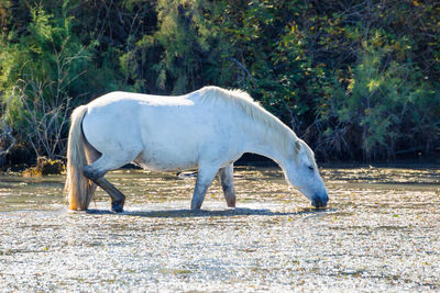 Horse standing on field