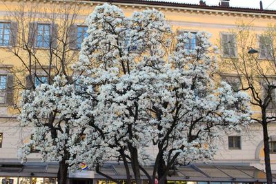 Low angle view of flowers growing on tree