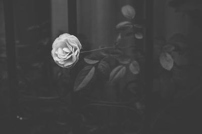 Close-up of rose blooming outdoors