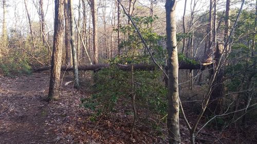 View of bare trees in forest