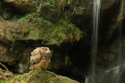 Bird perching on rock