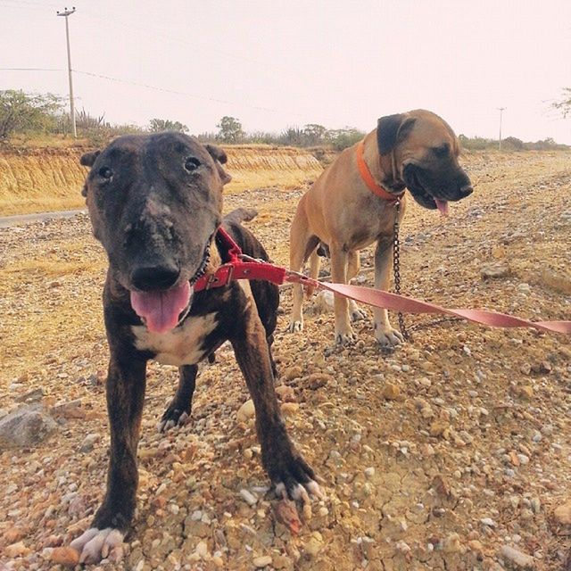 animal themes, domestic animals, mammal, livestock, one animal, standing, dog, field, full length, zoology, two animals, horse, working animal, day, pets, herbivorous, fence, animal, outdoors, vertebrate