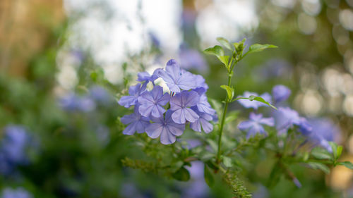 Close-up of purple flowering plant