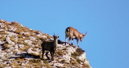 Low angle view of horse standing on land against clear blue sky
