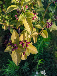 Close-up of flowering plant