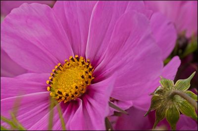 Close-up of pink flower blooming outdoors