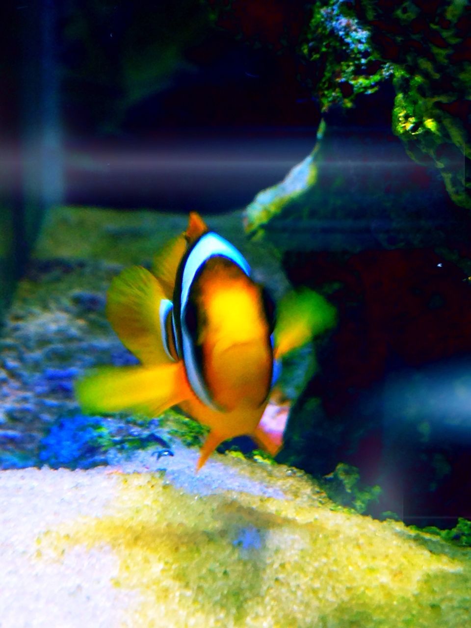 animal themes, animals in the wild, one animal, multi colored, close-up, wildlife, focus on foreground, underwater, sea life, selective focus, no people, nature, yellow, fish, orange color, outdoors, beauty in nature, sunlight, day